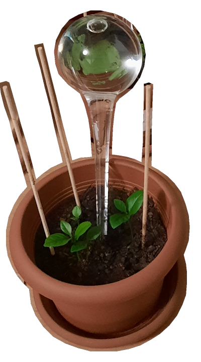 Lemon tree as it started